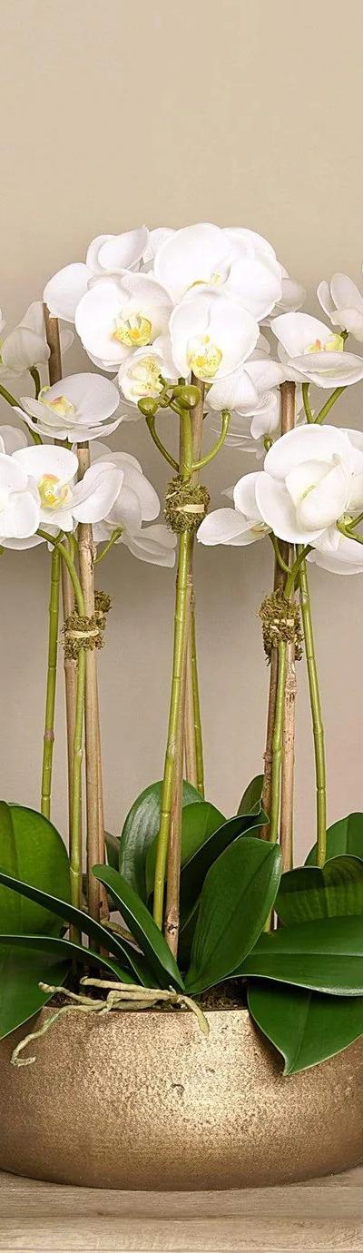 Golden Silk Orchid Set